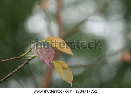 sacred fig, bodhi leaf, Ficus religiosa,