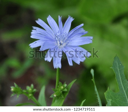 In nature, bloom Cichorium intybus - type of plants of the family of Aster