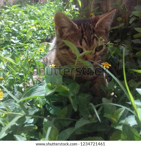 beautiful kittens in the garden with very green grass