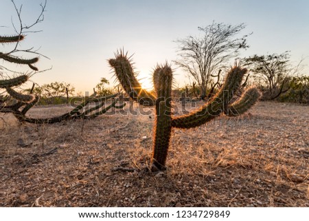 Landscape of the Caatinga in Brazil. Cactus at sunset Royalty-Free Stock Photo #1234729849