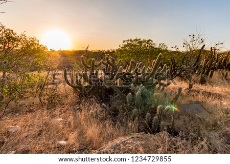 Landscape of the Caatinga in Brazil. Cactus at sunset Royalty-Free Stock Photo #1234729855