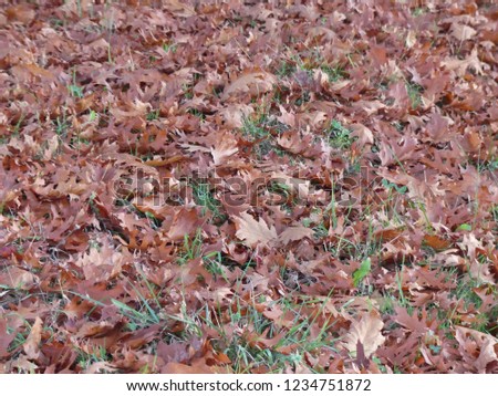 A soil of dead leaves