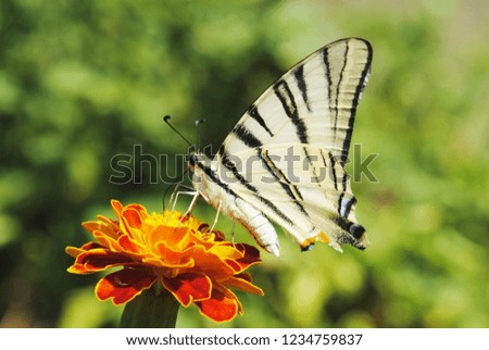 The scarce swallowtail on flower