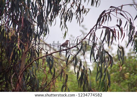 Tropical mockingbird (Mimus gilvus) in a tree in Cotacachi, Ecuador