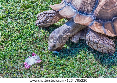 African spurred tortoise also known as sulcata tortoise, land turtle seen while eating chicory on the grass