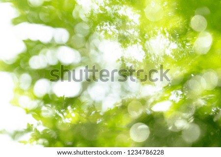 natural green bokeh abstract background,blurred textured
