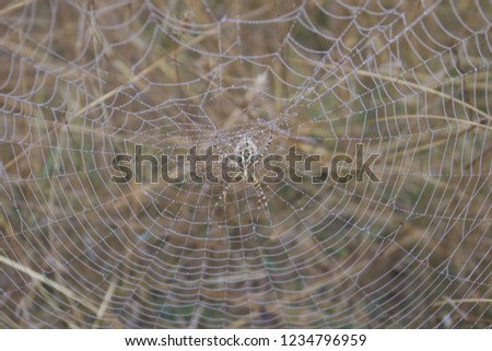 Banded Garden Spider. Web. Shiloh Ranch Regional Park in southeast Windsor includes oak woodlands, forests of mixed evergreens, ridges with sweeping views of the Santa Rosa Plain, canyons.