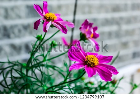 Pink Cosmos flowers with blurred background of brick wall