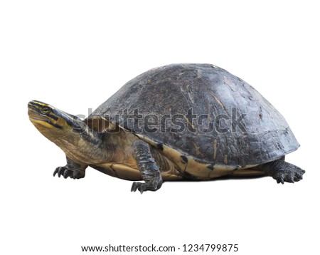 focus Lovely turtle isolated on white background.