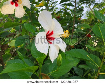 White mix red Chinese rose flower (Hibiscus rosa-sinensis) are blooming in the garden so very beautiful.