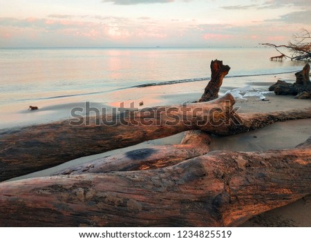 old wood stranded on the beach