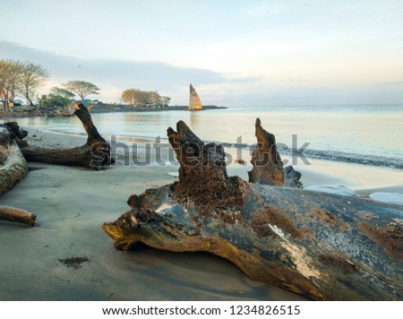 old wood stranded on the beach