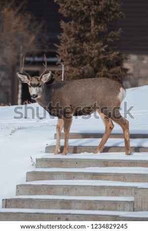 Deer crossing the street, Banff, National Park, Alberta, Canada, North America