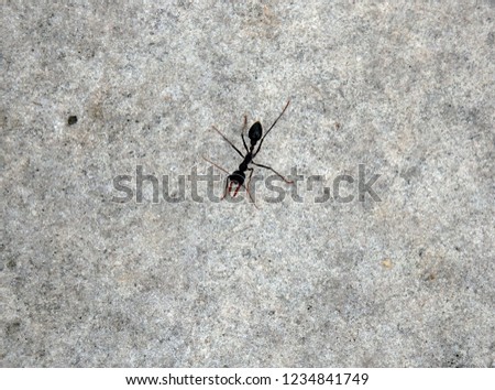 Bull ant on sandstone