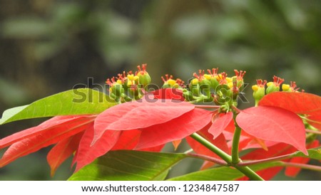 Poinsettias red leaves with monarch butterfly isolated on green Euphorbia pulcherrima leaves and berries in red colors,Yellow and red leaves in garden, Collection of Beautiful. red flower background