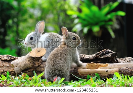 Two rabbits bunny in the garden