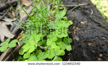 Macro green leaves with amazing flowers in background in nature, amazing view with detailed explanation of image.  climbing plant leaves as background