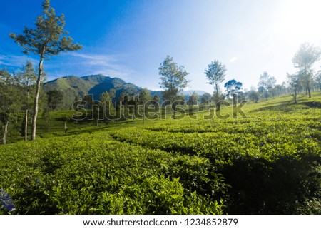 green tea plantations and the morning sun 