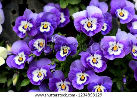 Pansy blooming at the roadside in winter