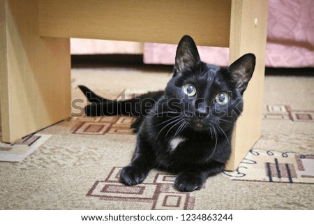 Black cat on the floor - Fluffy and cunning pet with large round eyes. On the face - perplexity and surprise.