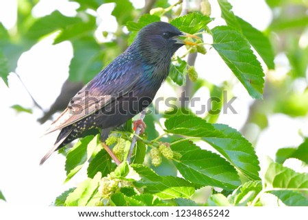 Starling (Sturnus vulgaris) on a tree 