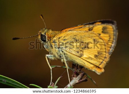 Macro Photography of Yellow Moth on Twig of Plant