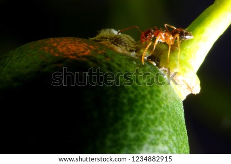 ants eating orange