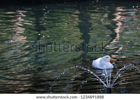 Fluffy white duck bird with orange bill and feet on reflecting blue water lake or pond.