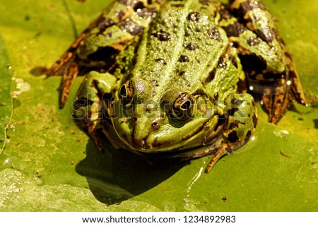 green wild frog