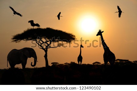 Animals silhouettes standing over sunset on safari in Africa. Elephant, Giraffes, Birds