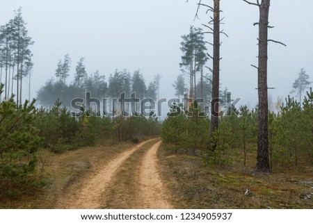 Forest road of the northwest of Russia