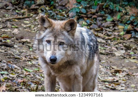 Mexican Wolf on the Prowl