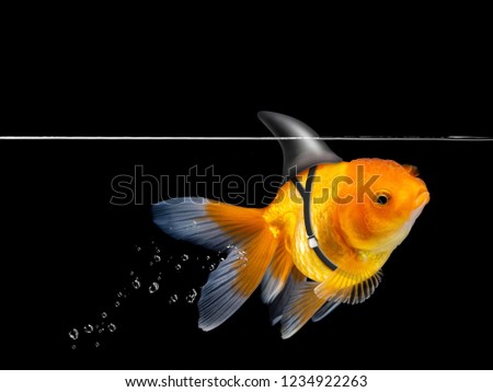 Goldfish with shark fin swimming on black background ,Gold fish swim with floating bubbles,Decorative aquarium fish,Gold fish Isolation. Mixed media Royalty-Free Stock Photo #1234922263