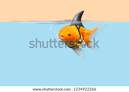 Goldfish with shark fin swim in blue water and cream sky, Gold fish with shark flip . Mixed media Royalty-Free Stock Photo #1234922266