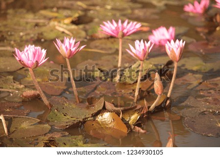 close up pink color fresh lotus blossom or water lily flower blooming on pond background, Nymphaeaceae