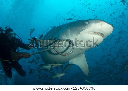 Some persons are touching a big male tiger shark under water side view