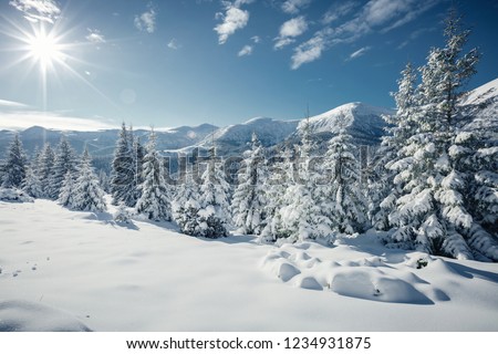 Magical white spruces on a frosty day. Location Carpathian mountain, Ukraine, Europe. Alpine ski resort. Exotic wintry scene. Fabulous winter wallpaper. Happy New Year! Discover the beauty of earth.