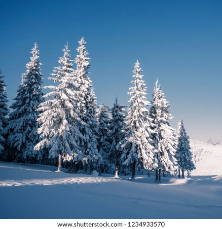 Vivid white spruces on a frosty day. Location Carpathian national park, Ukraine, Europe. Alpine ski resort. Exotic wintry scene. Idyllic winter wallpaper. Happy New Year! Discover the beauty of earth.