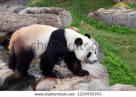 The giant Panda (the white Panda). The giant Panda, or bamboo bear-a mammal of the bear family with a peculiar black and white color of wool. The main background color of a large Panda-white.