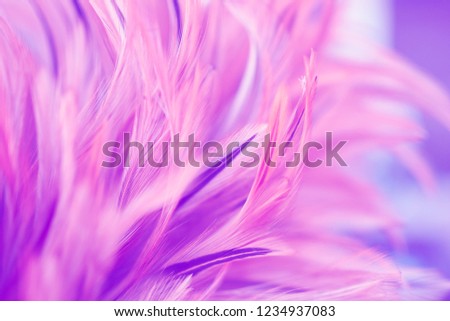 Fluffy of chickens feather texture for background, abstract art