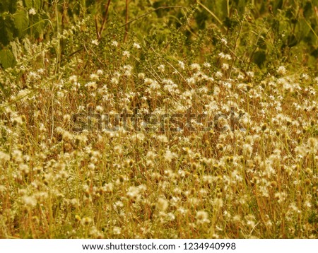Green Field, Coatbuttons Flower, Tridax Daisy, Pest Plant