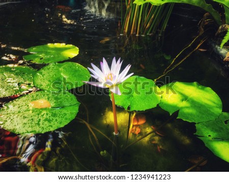 Purple lotus in the basin.