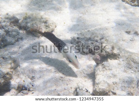 Blackeye Thicklip (half-and-half wrasse) in clear waters of Tumon bay, Guam, Mariana Islands