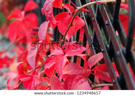 Red leaves autumn