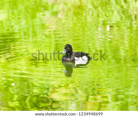 Male Tufted Duck or Aythya fuligula swimming in river, close-up portrait, selective focus, shallow DOF