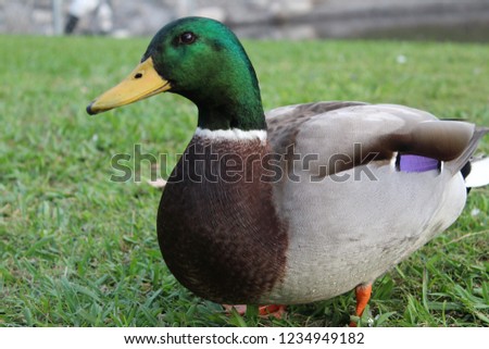 Picture of a duck.