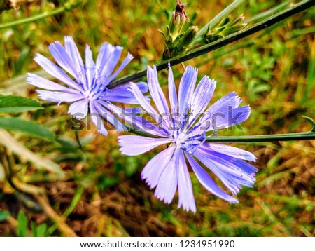 Pale blue chicory blooms in the summer grassland meadow