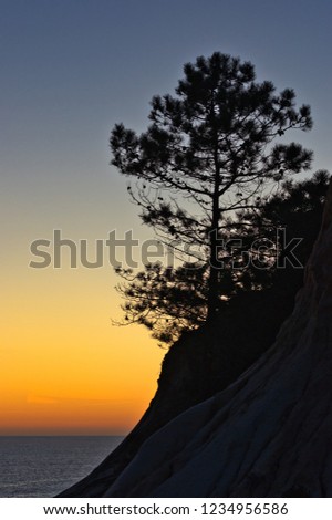 Lonely tree on a slope along the Algarve coast in Portugal. 