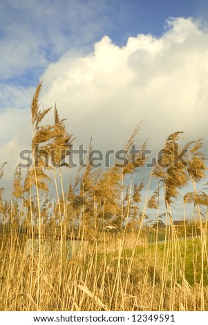 Typical european countryside view with white cloud in the background and Phragmites communis plant in front
