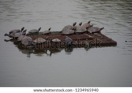 Group of red ear turtles sunbathing on a wooden raft in pond at public garden.Animal background Concept.Turtles on pond